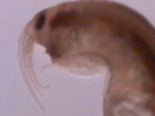 Piccoli crostacei raccolti dal Po vicino a Settimo Torinese